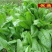 俄罗斯饲料菜种子营养价值高新品进口牧草种子四季牧草种
