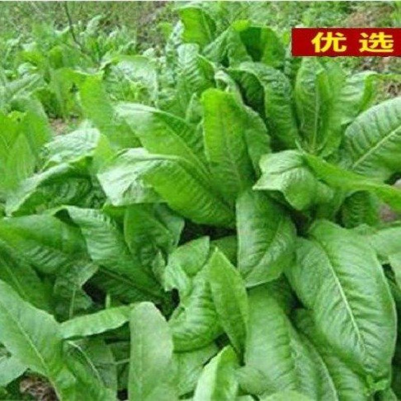 俄罗斯饲料菜种子营养价值高新品进口牧草种子四季牧草种