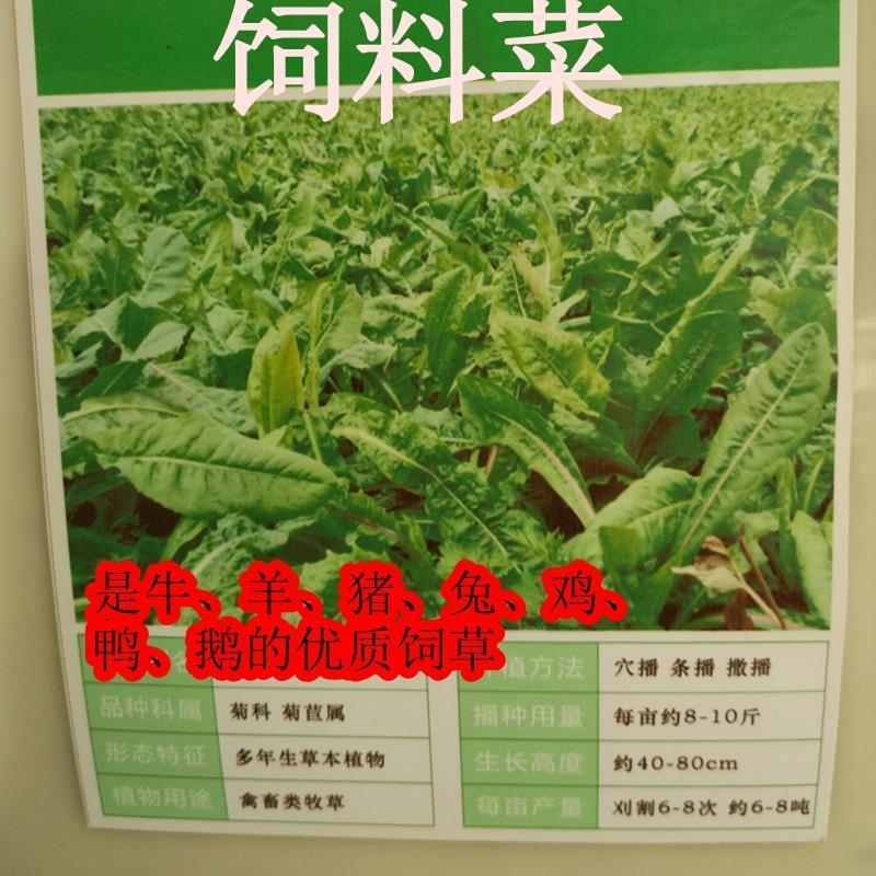 俄罗斯饲料菜种子营养价值高新品进口牧草种子四季牧草种