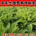 俄罗斯饲料菜种子营养价值高新品进口牧草种子四季牧草种