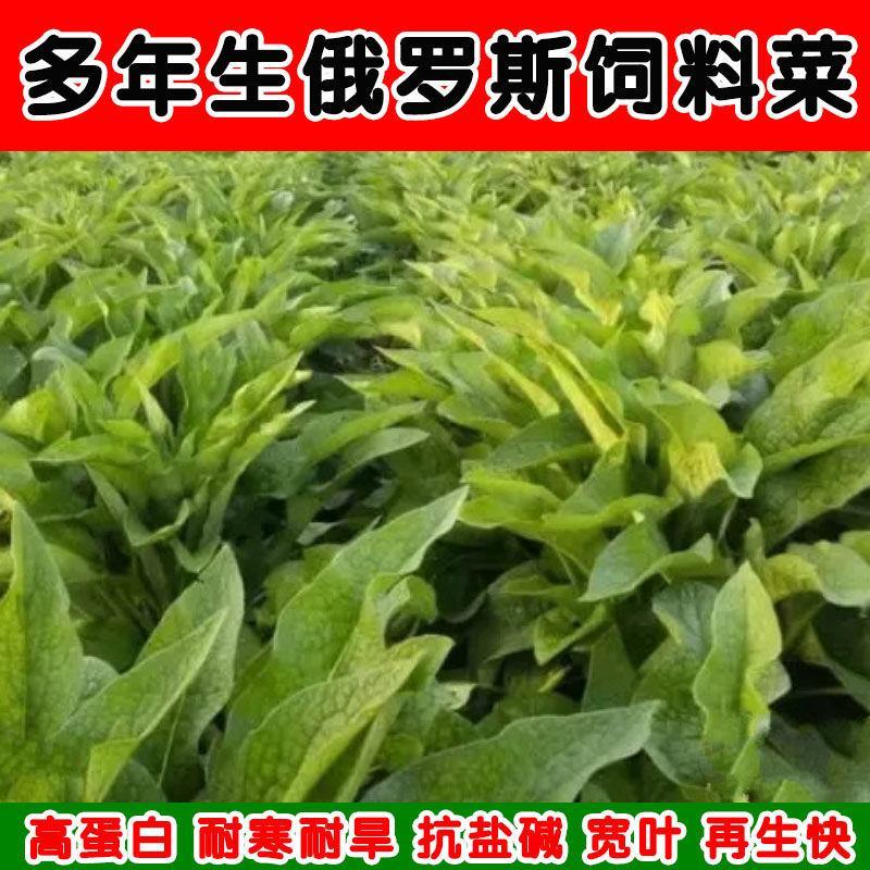 俄罗斯饲料菜种子营养价值高新品进口牧草种子四季牧草种