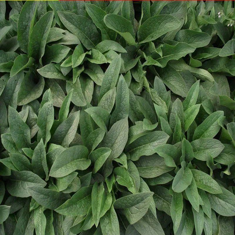 俄罗斯饲料菜种子营养价值高新品进口牧草种子四季牧草种
