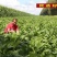 俄罗斯饲料菜种子营养价值高新品进口牧草种子四季牧草种