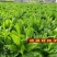 俄罗斯饲料菜种子营养价值高新品进口牧草种子四季牧草种