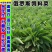 俄罗斯饲料菜种子营养价值高新品进口牧草种子四季牧草种