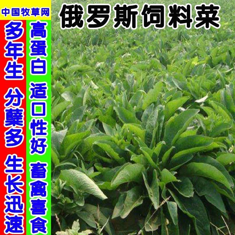 俄罗斯饲料菜种子营养价值高新品进口牧草种子四季牧草种