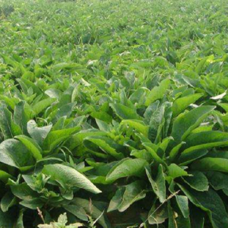 俄罗斯饲料菜种子营养价值高新品进口牧草种子四季牧草种