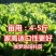 俄罗斯饲料菜种子营养价值高新品进口牧草种子四季牧草种