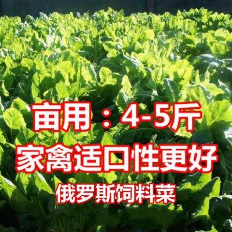 俄罗斯饲料菜种子营养价值高新品进口牧草种子四季牧草种