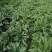 俄罗斯饲料菜种子营养价值高新品进口牧草种子四季牧草种