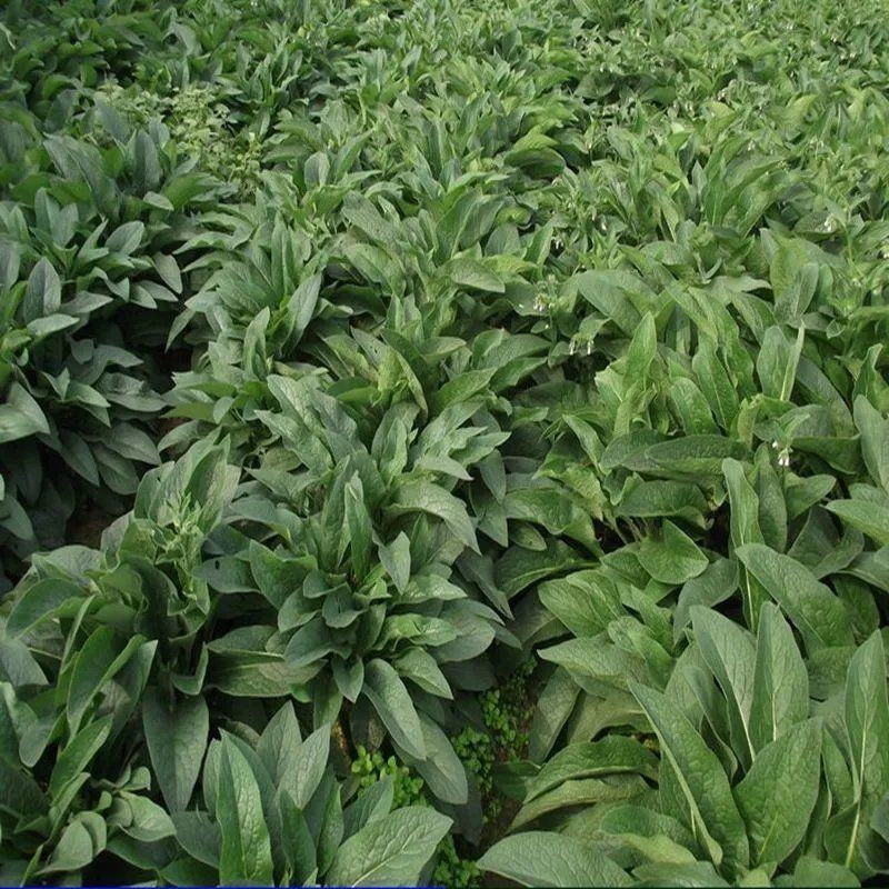俄罗斯饲料菜种子营养价值高新品进口牧草种子四季牧草种