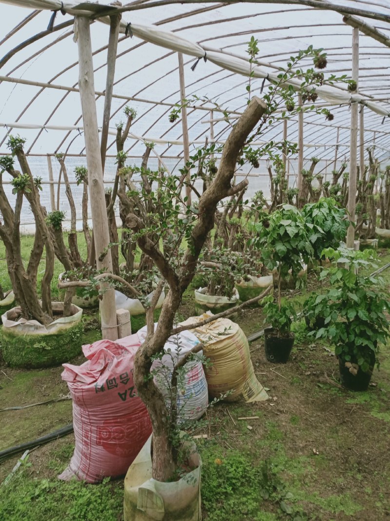 杜鹃花老桩质量杠杠的