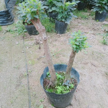 杜鹃花老桩质量杠杠的