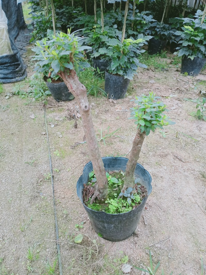 杜鹃花老桩质量杠杠的