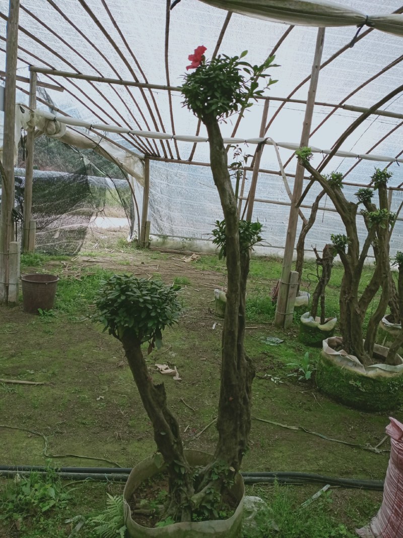杜鹃花老桩质量杠杠的
