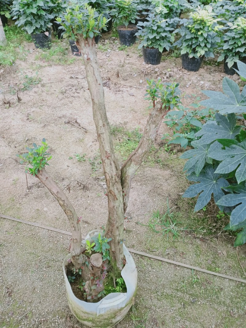 杜鹃花老桩质量杠杠的