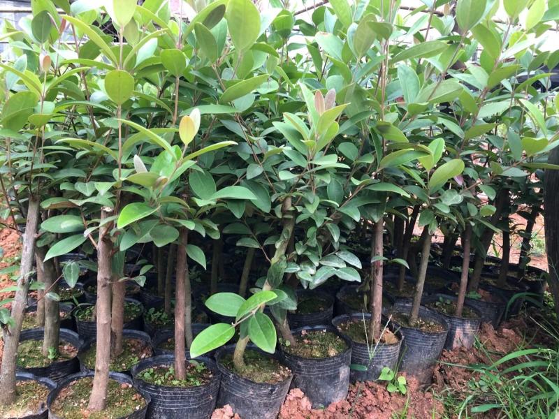 桃金娘苗盆栽捻子苗当年结果南北方种植果树果苗地栽山捻子树