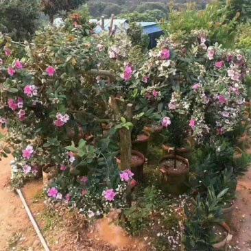 桃金娘苗盆栽捻子苗当年结果南北方种植果树果苗地栽山捻子树