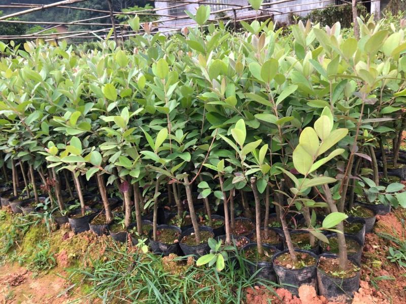 桃金娘苗盆栽捻子苗当年结果南北方种植果树果苗地栽山捻子树