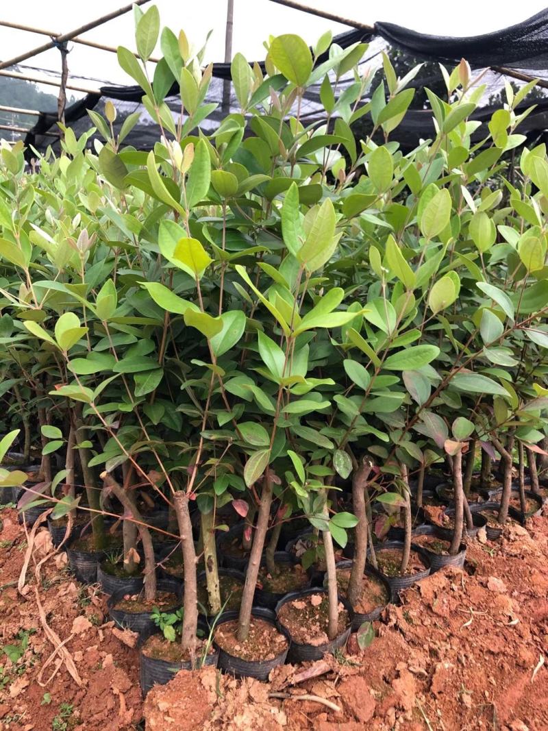 桃金娘苗盆栽捻子苗当年结果南北方种植果树果苗地栽山捻子树