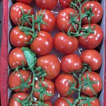西红柿大红果，串果单果，大量供应，电商超市，社区团够。