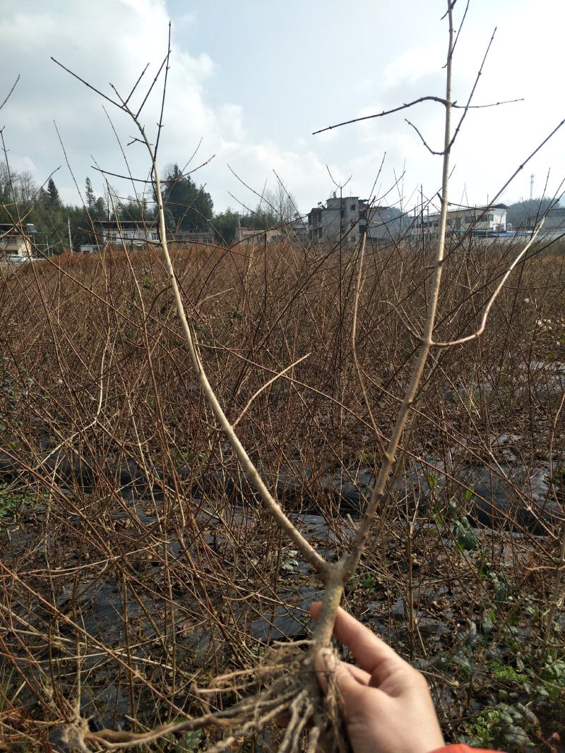 （种苗）豆腐柴苗，神豆腐苗，斑鸠叶树苗