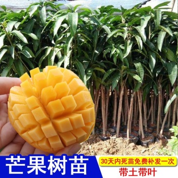 芒果树苗嫁接芒果苗南方北方种植澳芒四季芒红象牙金煌芒当年