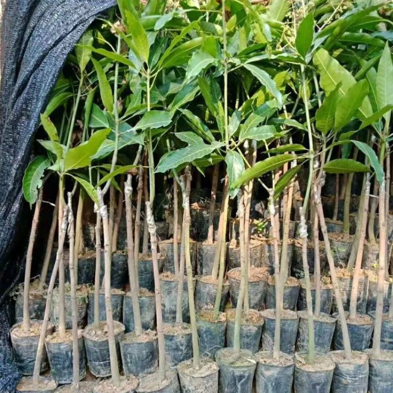 芒果树苗嫁接芒果苗南方北方种植澳芒四季芒红象牙金煌芒当年
