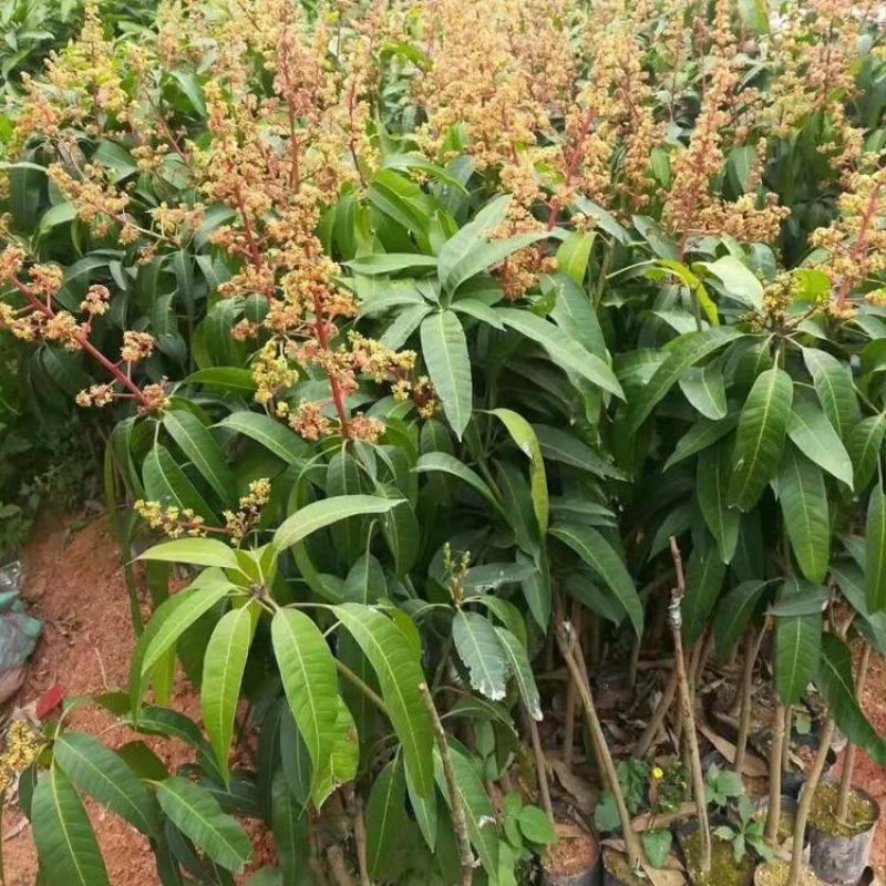 芒果树苗嫁接芒果苗南方北方种植澳芒四季芒红象牙金煌芒当年