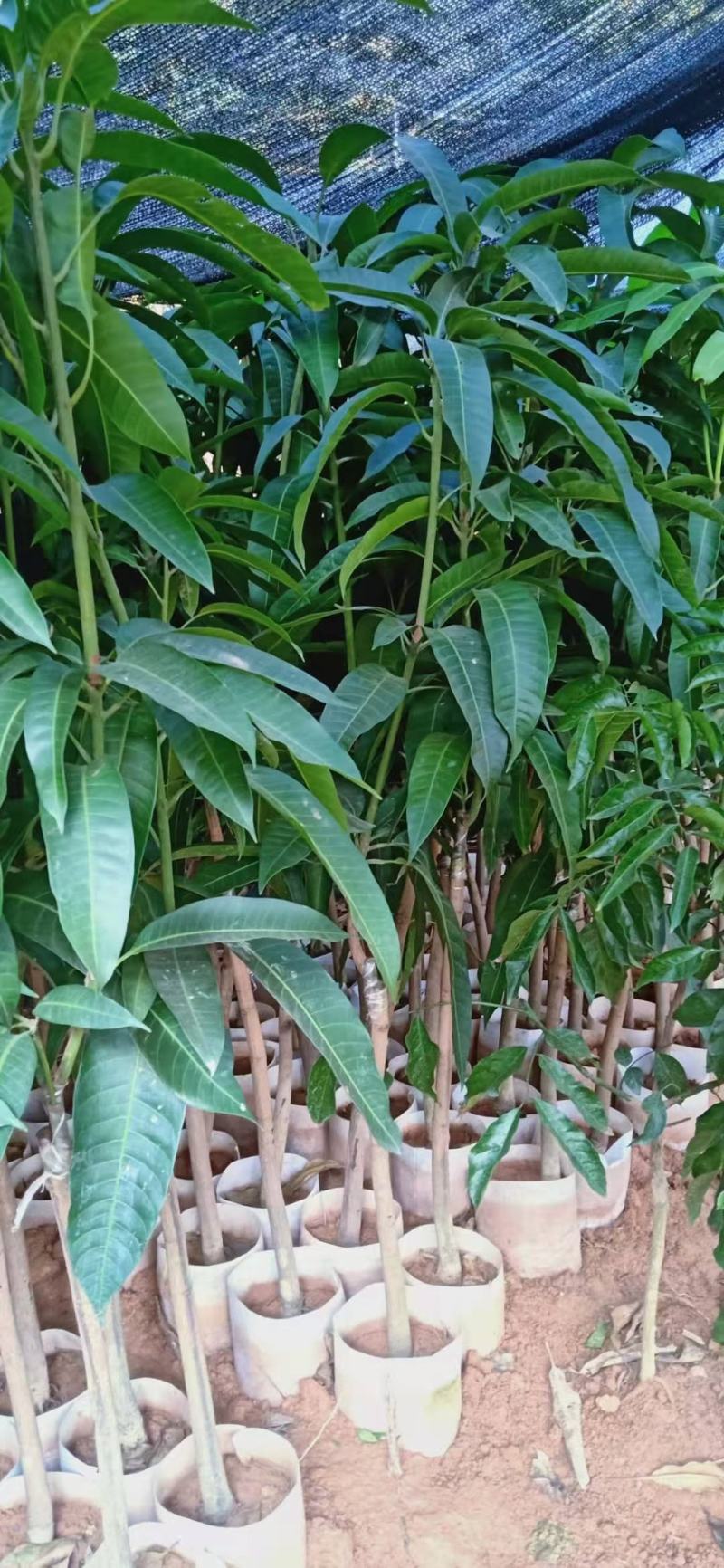 芒果树苗嫁接芒果苗南方北方种植澳芒四季芒红象牙金煌芒当年