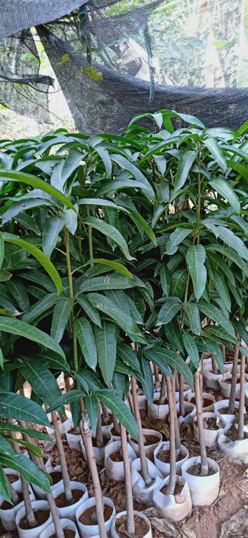芒果树苗嫁接芒果苗南方北方种植澳芒四季芒红象牙金煌芒当年