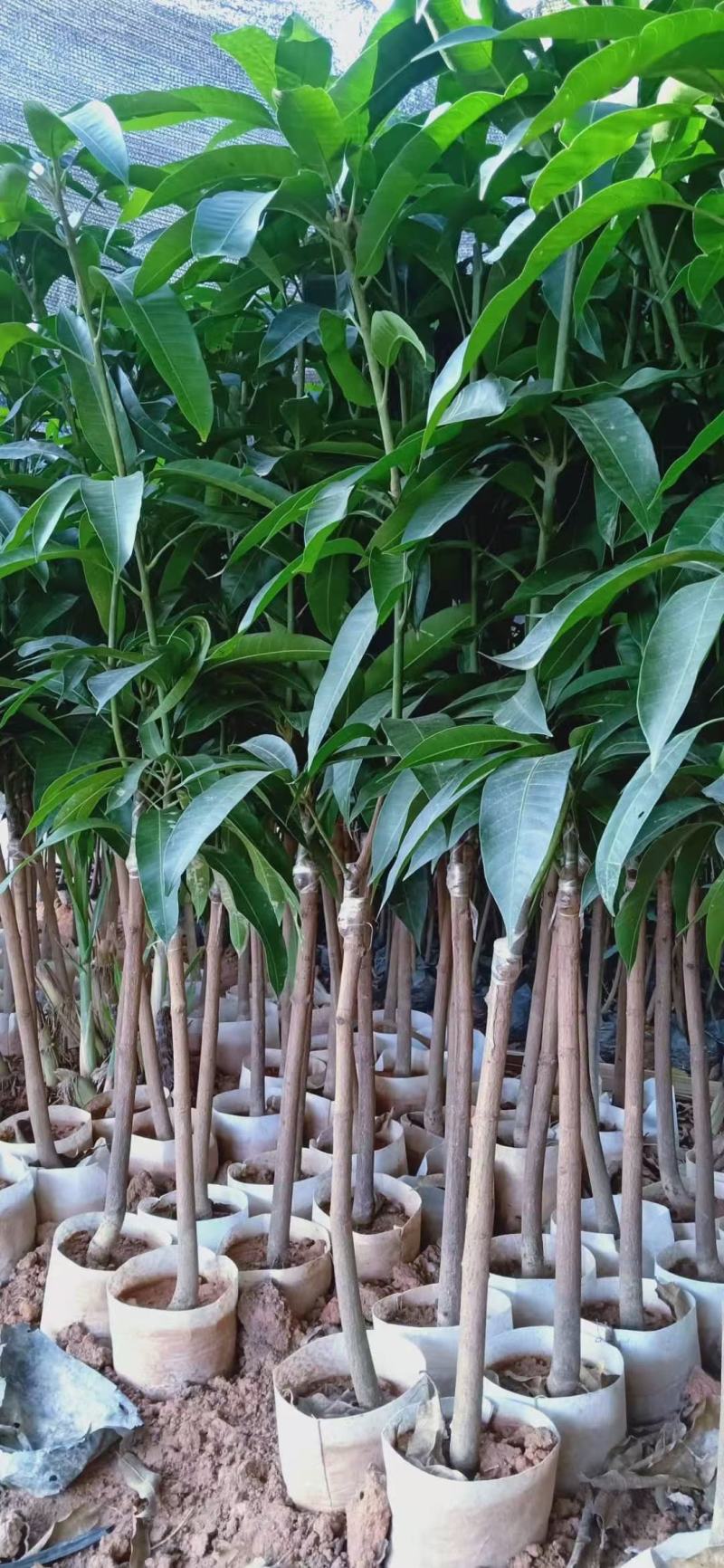 芒果树苗嫁接芒果苗南方北方种植澳芒四季芒红象牙金煌芒当年