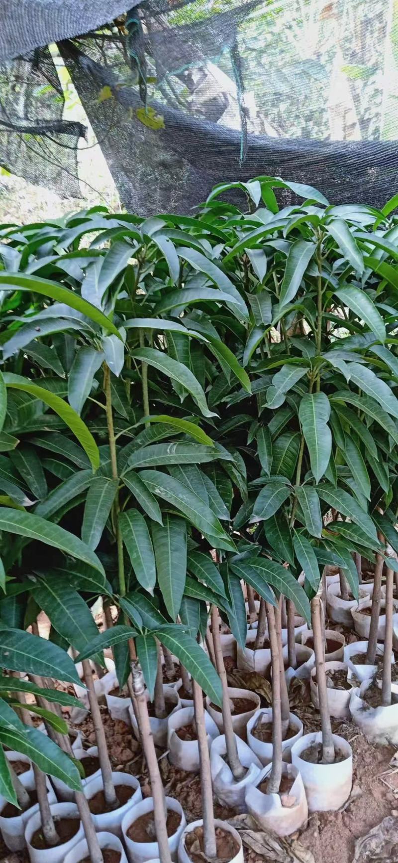 芒果树苗嫁接芒果苗南方北方种植澳芒四季芒红象牙金煌芒当年