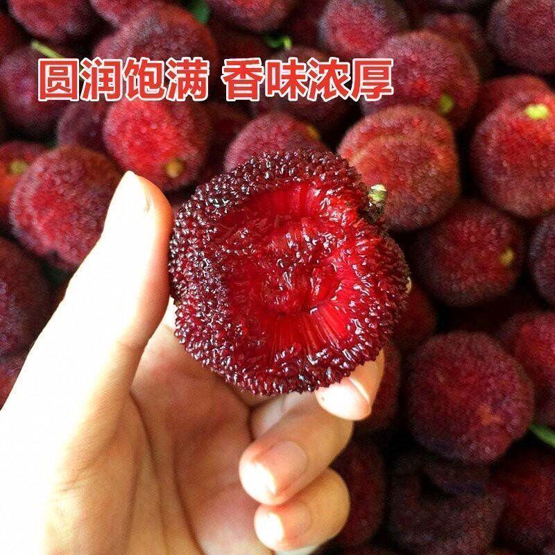 新采杨梅种子优质杨梅果树种子适合家庭种植果园育苗果