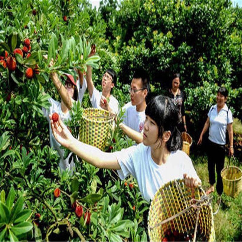 新采杨梅种子优质杨梅果树种子适合家庭种植果园育苗果