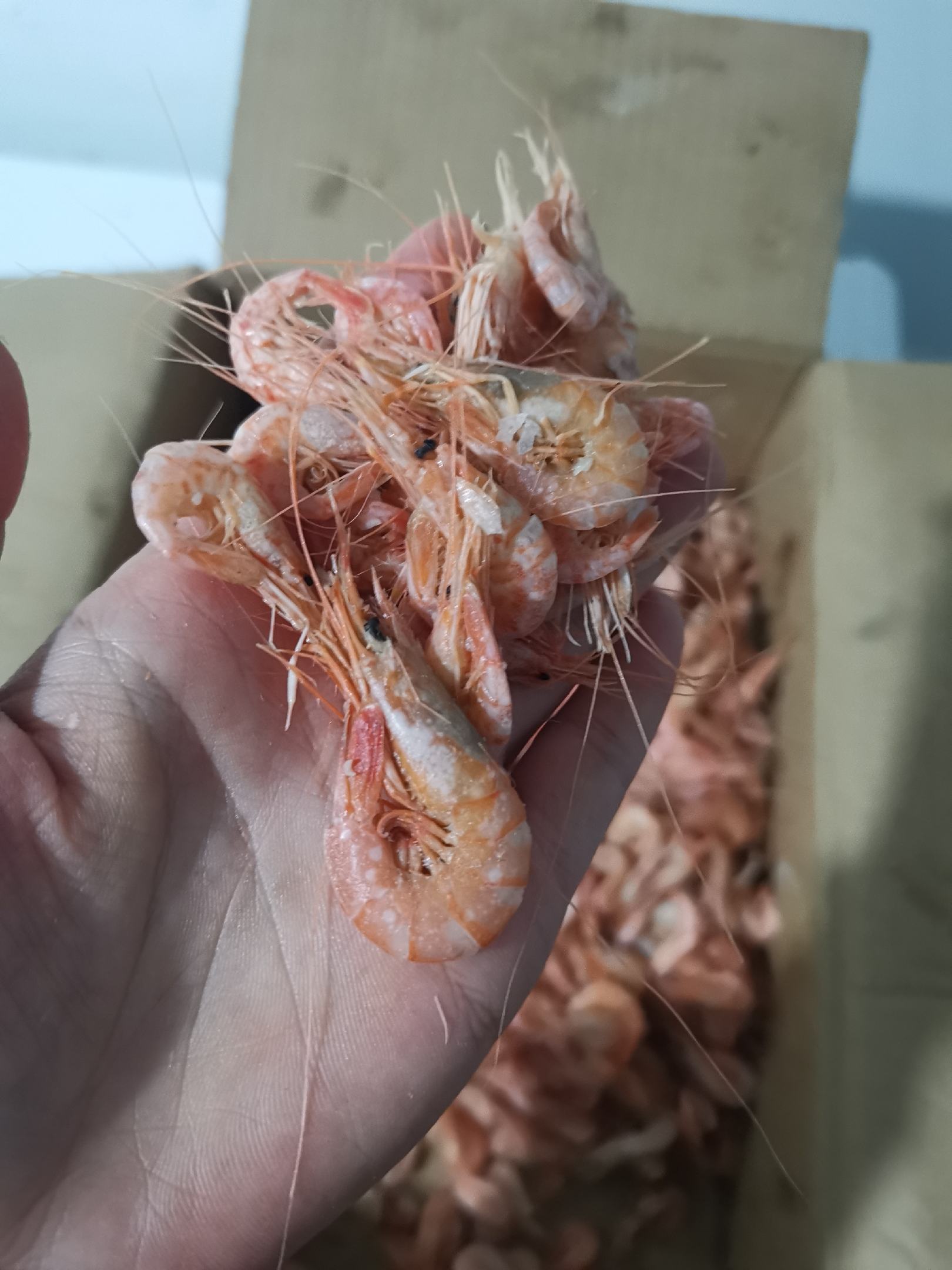[批发]【一手货源】渤海湾特产小红虾,海水虾国产虾,7