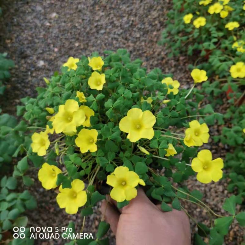 紫叶醡浆草，基地直发直销，量大从优，欢迎各位老板致电洽谈