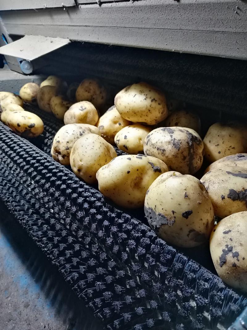内蒙呼伦贝尔兴嘉土豆，三两通货，产地直供。