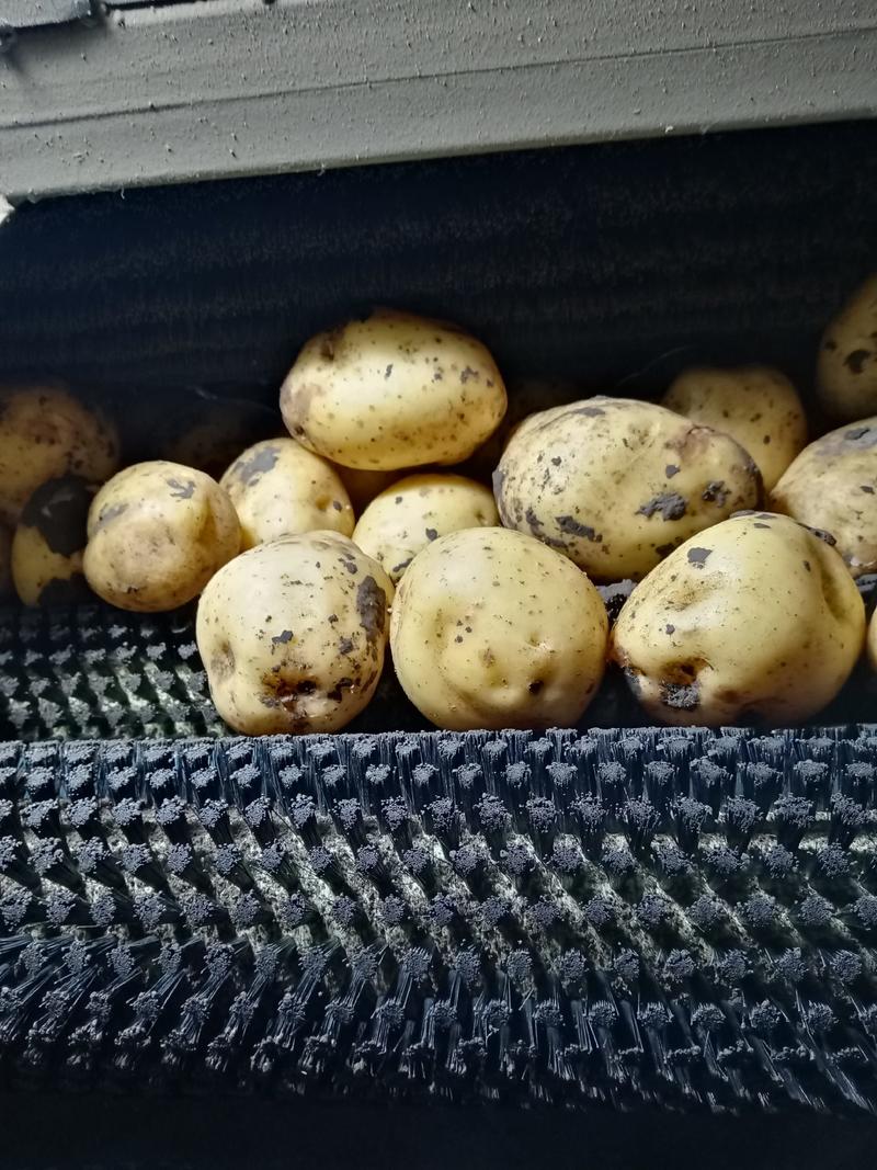 内蒙呼伦贝尔兴嘉土豆，三两通货，产地直供。
