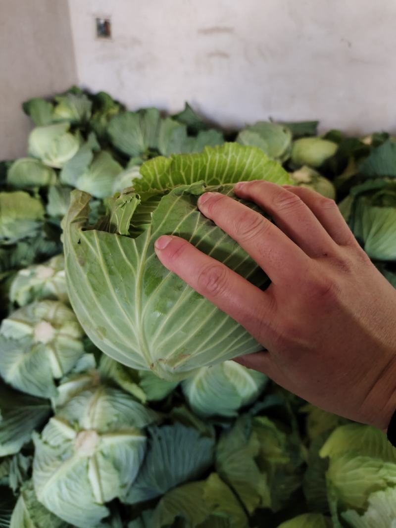 精品甘蓝，包菜，平头包菜，颜色翠绿，产地直销，货源充足，