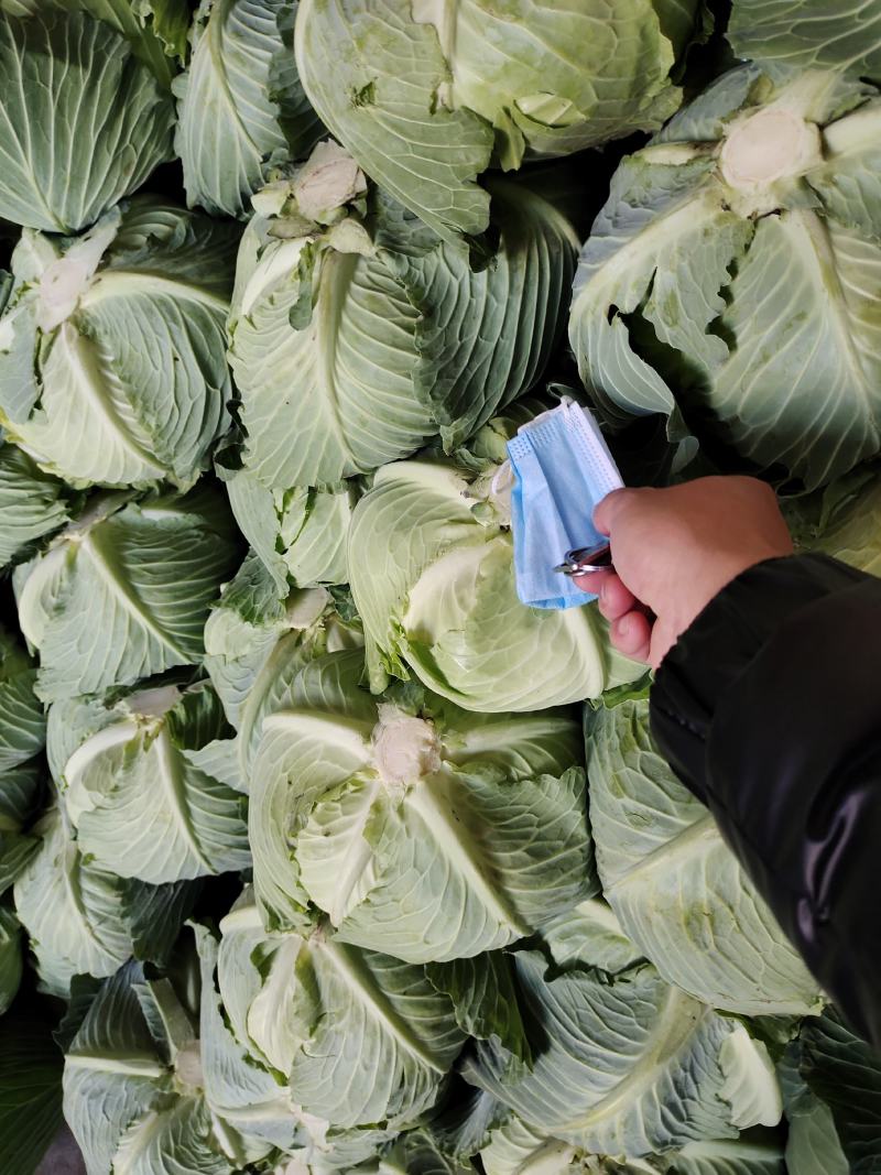 精品甘蓝，包菜，平头包菜，颜色翠绿，产地直销，货源充足，
