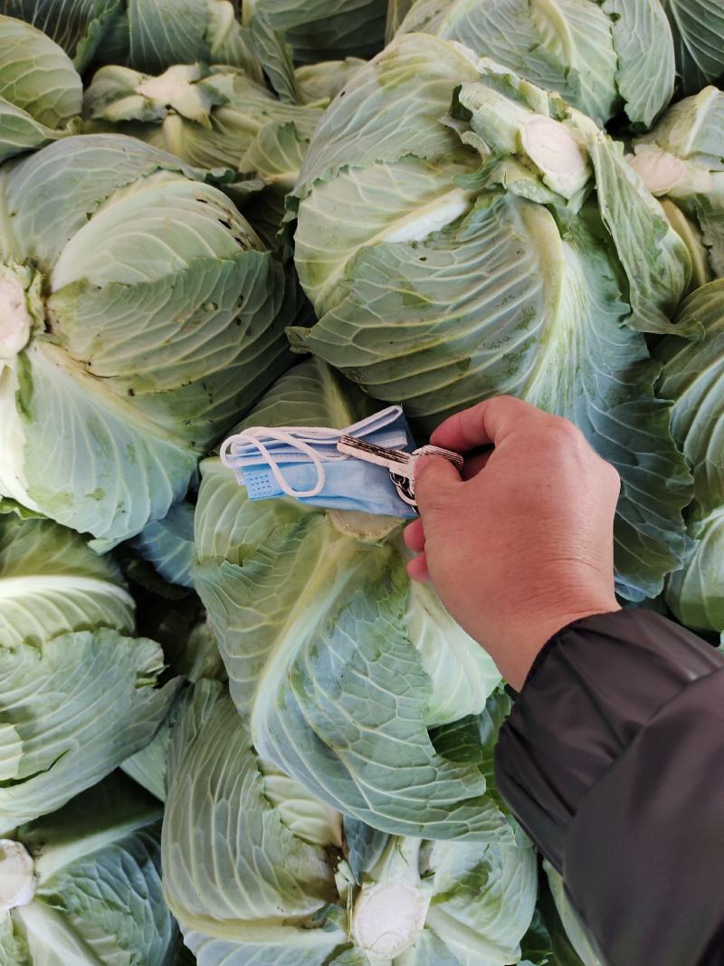 精品甘蓝，包菜，平头包菜，颜色翠绿，产地直销，货源充足，