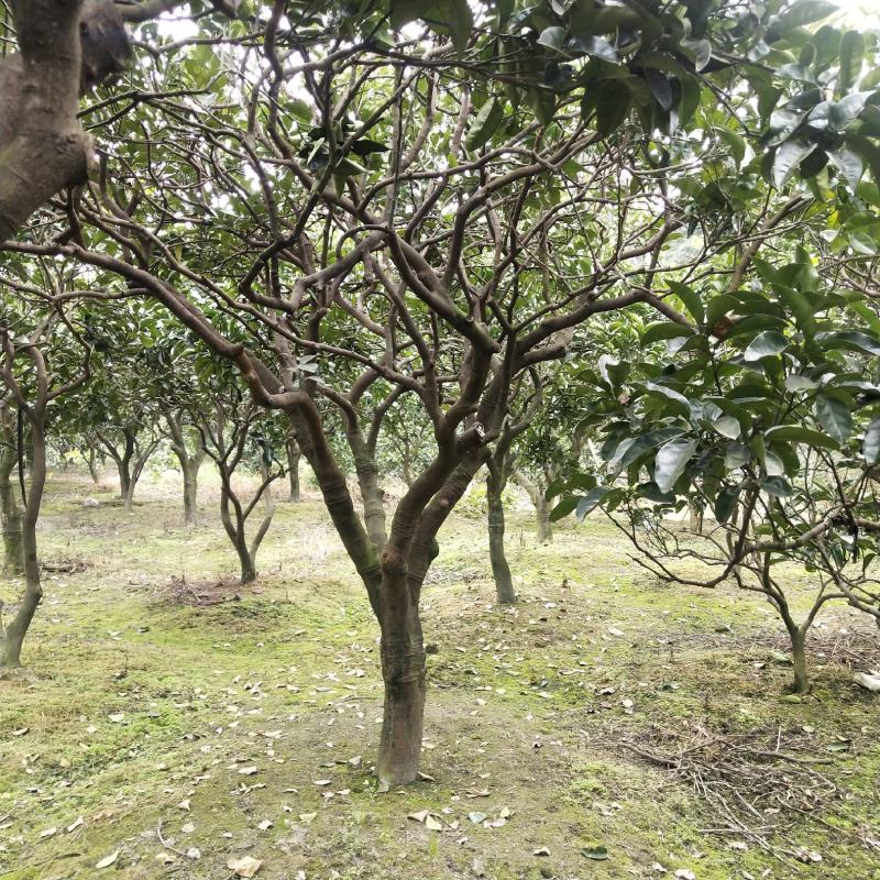 香泡，柑子树，精品香泡