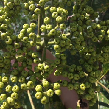 吴茱萸苗中花吴茱萸苗