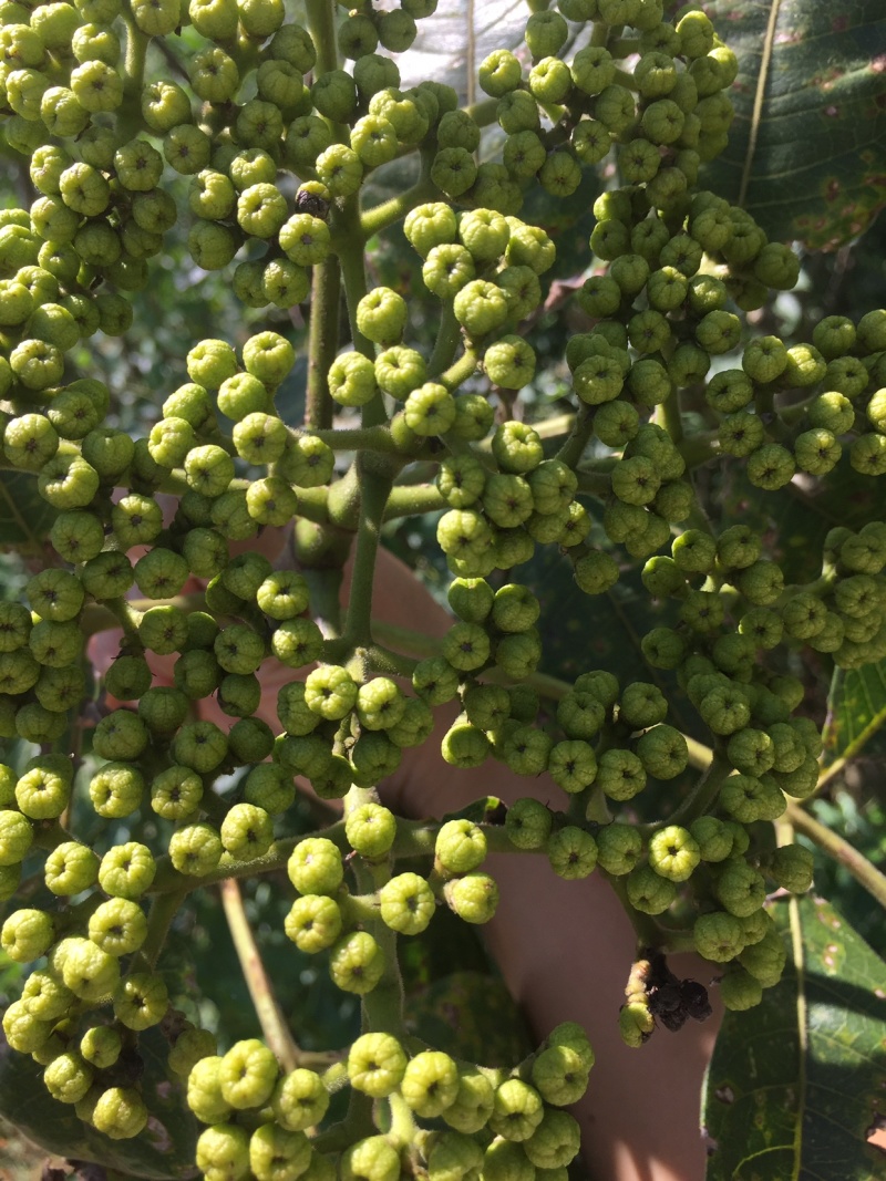 吴茱萸苗中花吴茱萸苗