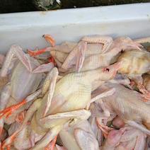 新鲜的乳鸽，自家养殖厂直供，现杀现卖保证新鲜