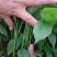 【精品苗】辣椒苗薄皮菜椒苗泡椒苗苏椒5号抗病免费技术指导