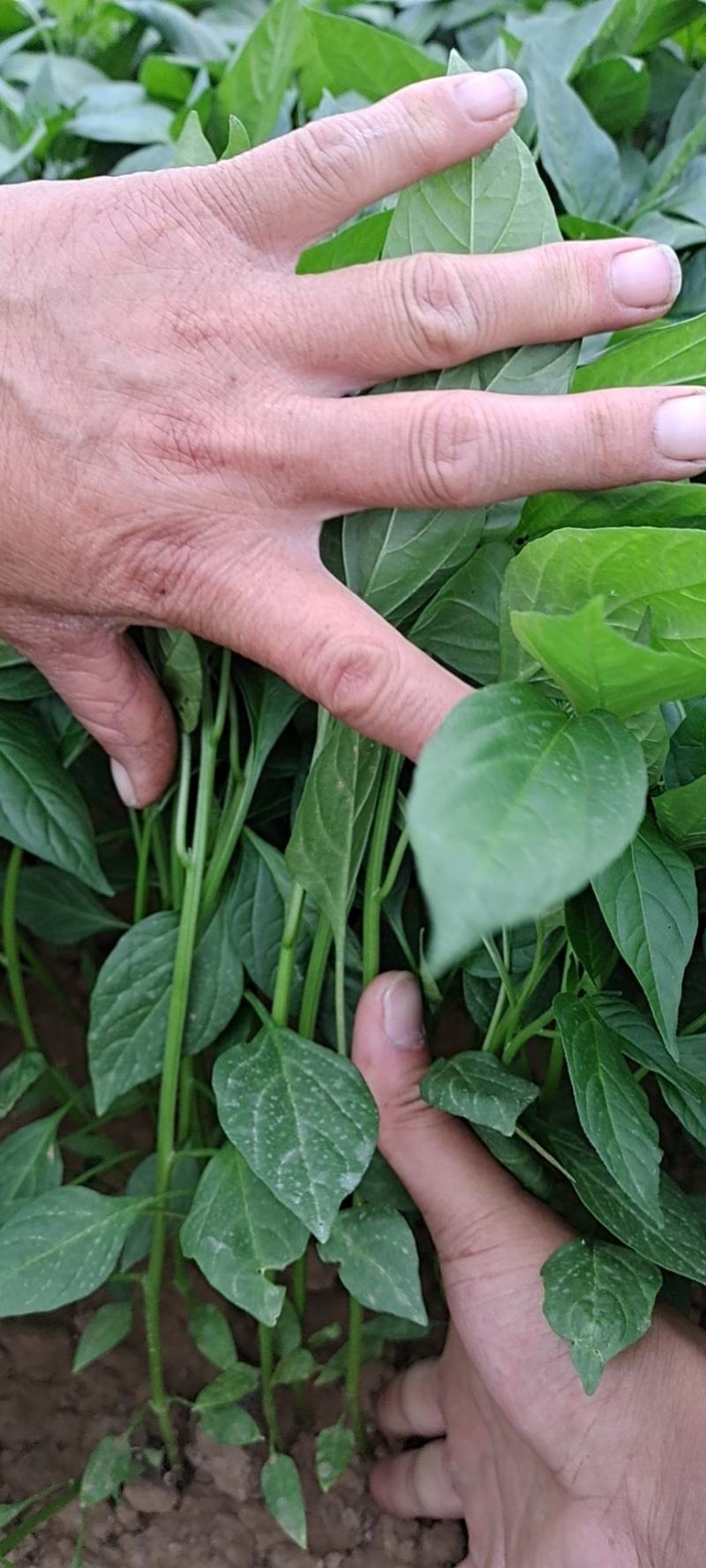 【精品苗】辣椒苗薄皮菜椒苗泡椒苗苏椒5号抗病免费技术指导