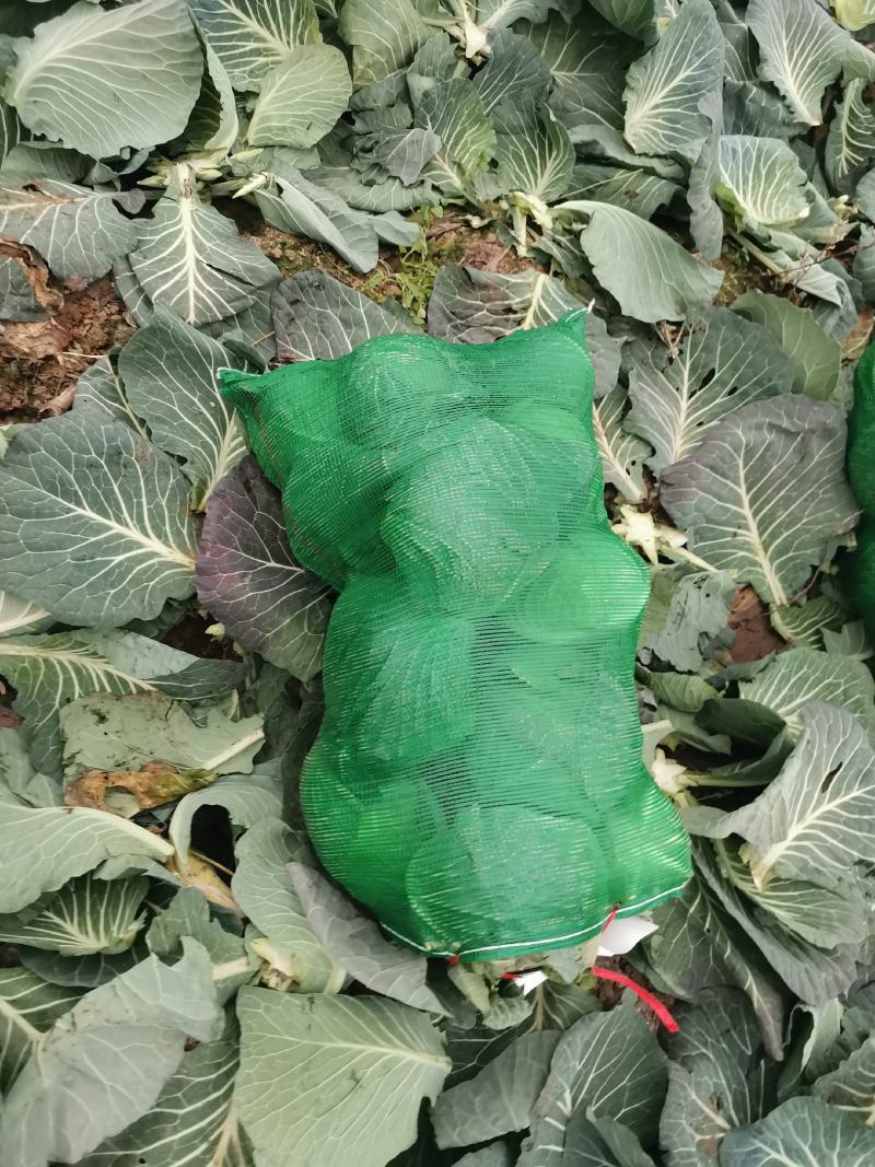 奥奇娜扁包，颜色品相好。大量出售。欢迎咨询
