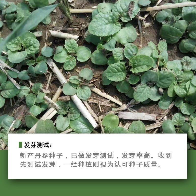 丹参种子中药材保健野生草药籽易种易管理大红根血参泡茶药用
